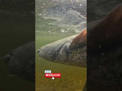 The big fish on river #ai #fishing #bigfish #adventure