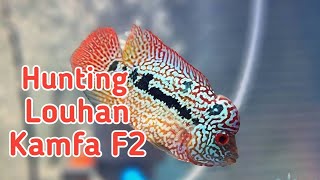 Download lagu Flowerhorn - Hunting Louhan Kamfa F2 di Farm Home Bandung mp3