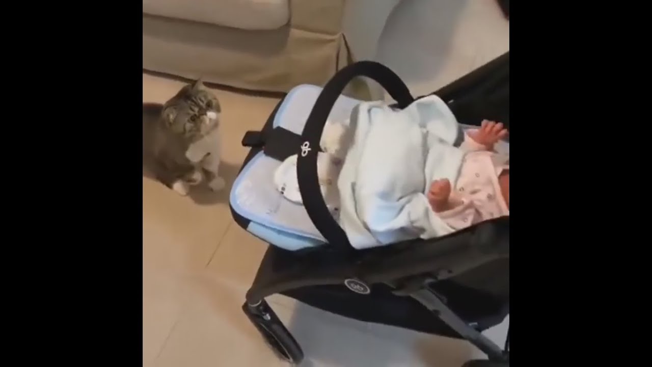 Cats Are Natural Babysitters. - 