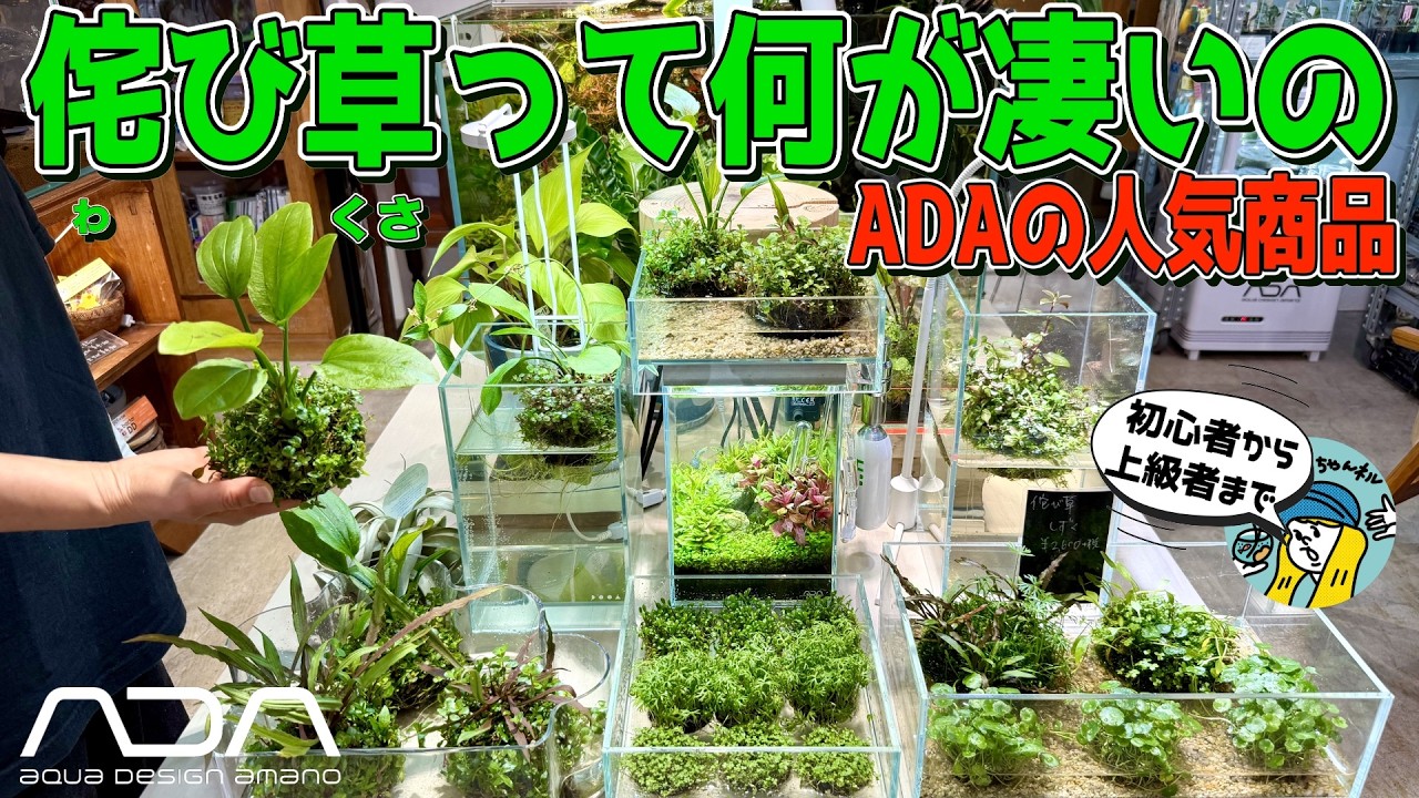 【アクアリウム】ADAの侘び草って何なの？（初心者から上級者まで使えるレイアウトの救世主！魅力や種類をお伝えします）