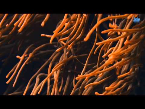 Videoclip de Detalles (Directo Perito Moreno) — Chambao