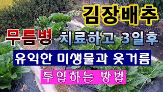 [텃밭농부. 1,251]  김장배추에 무름병 살균치료 후 3일째. 유익한 미생물 투입 #김장배추재배 #배추 …