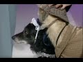 Alan Partridge Victorian Dogs