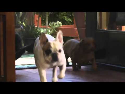 Pets Love Bug Off Screens