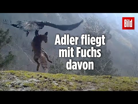 Norwegen: Adler krallt sich einen Fuchs