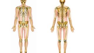 Comment mémoriser le squelette humain