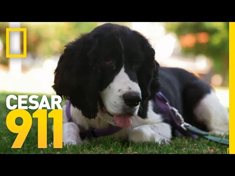 Tame the Beast! | Cesar 911
