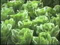 What Is LISTERIA? - YouTube