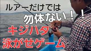 キジハタを泳がせで狙う！