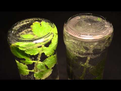 comment remplir aquarium premiere fois