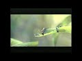 A Bug S Life Trailer 1997
