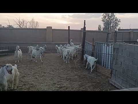 Goat farm saudi arabia unaizah #goats ##dates #beautiful #hens #camels ###