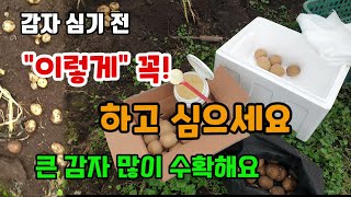 봄감자 심는시기 심기전 이렇게 꼭 하고 심으세요 병해충 없이 큰감자 많이 수확할 있습니다.