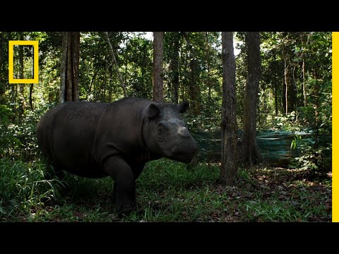 瀕危物種的首次三維掃描 (Creating The First 3D Scan of an Endangered Species | Explorers In The Field)