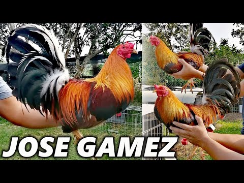 Kelso Sweater Jose Gamez Criadero Welders