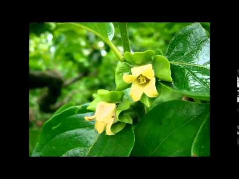 Merit Männiste - Oodates Sind cover