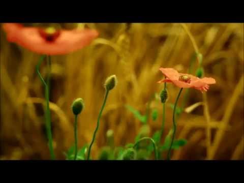 Don Peyote - Agartha