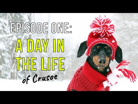 Ep 1: A Day in the Life of Crusoe the Dachshund - The First Episode