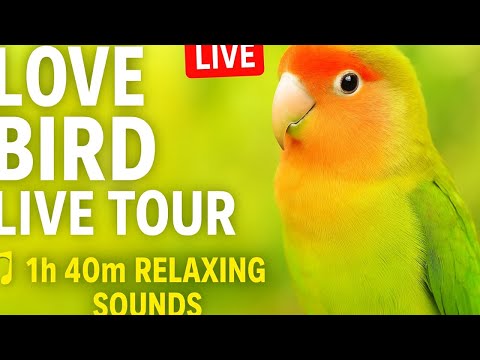 1h 40m of Lovebirds Singing in Open Aviary | Relaxing Bird Sounds