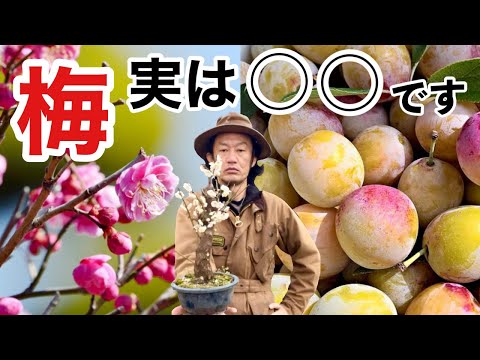 家庭菜園に最適な梅の品種 植物
