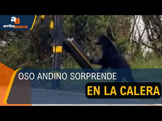 Un oso andino sorprende a residentes de La Calera y se vuelve viral en las redes sociales 