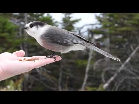 Škriekavec bieločelý (Perisoreus canadensis) — správanie, biotop a hlas