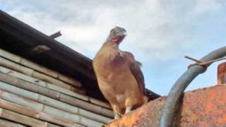 preview picture of video 'La Guacharaca, Hernán Marín'