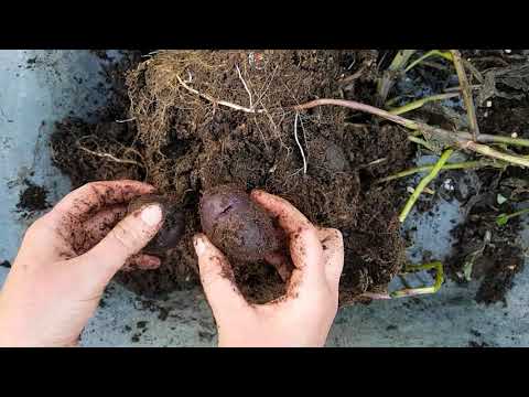 Two pot potato reveal - from true potato seed plants