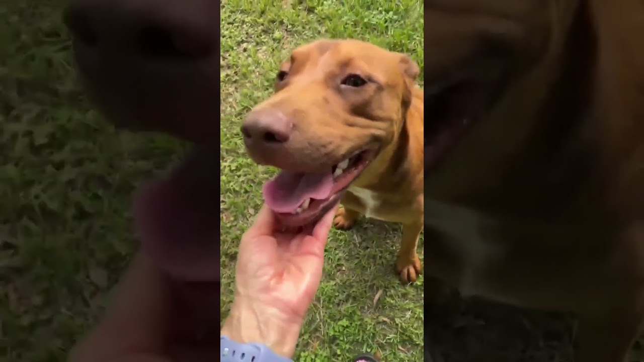 Enlarge Udon (Noodle Pups), a Adoptable mixed breed in Rothesay , NB video 6/6