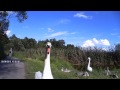 A Very Angry Swan