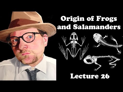 Pseudophilautus ochlandraeについて詳しく解説