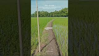 Download lagu Story wa anak petani mp3