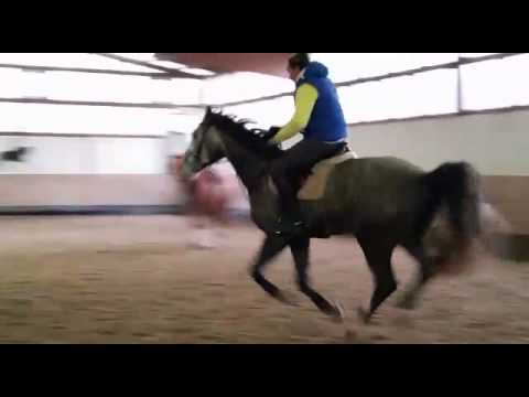 Camax L x Sibirian Express