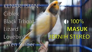 Download lagu 1 jam nonstop masteran KENARI GACOR durasi panjang mp3 Download lagu 1 jam nonstop masteran KENARI GACOR durasi panjang mp3
