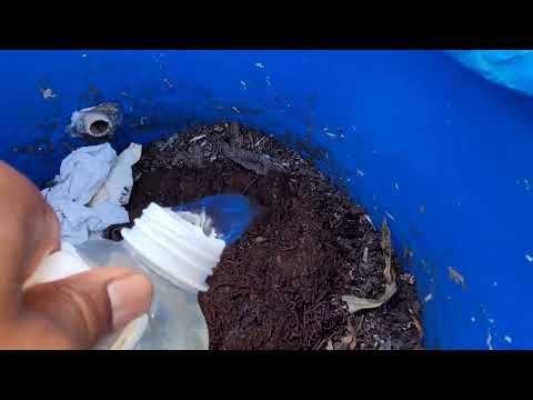 Added 1,000 Uncle Jims Worms to my compost worm bin. #unclejimswormfarm #compostworms