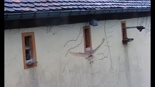 The owl intervenes during the day against the kestrels