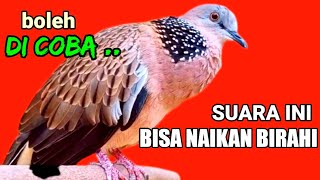 Download lagu suara tekukur betina memanggil jantan paling ampuh untuk pancingan tekukur mp3