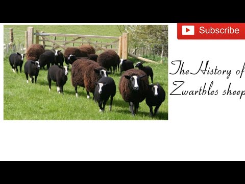 , title : 'The History of Zwartbles sheep'