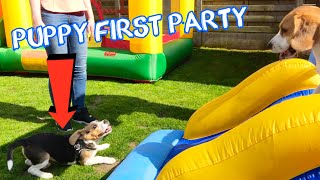 BEAGLE PUPPY SURPRISED WITH AMAZING POOL PARTY