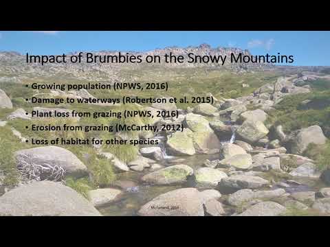 Brumbies in the Snowy Mountains