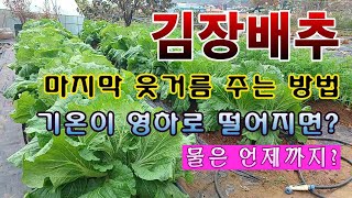 [텃밭농부 1,728]  김장배추 마지막 웃거름 주는 방법. 영하로 떨어지면 이렇게 해보세요! #김장배추재배