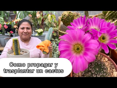 , title : 'CACTUS CON FLORES MUY BONITAS TRASPLANTE Y PROPAGACIÓN'