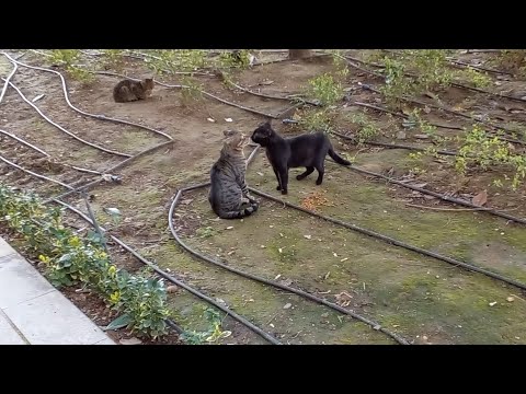 Cats getting angry at each other and sniffing each other 🐈 CATSTANBUL 🐾 Istanbul Stray Cats