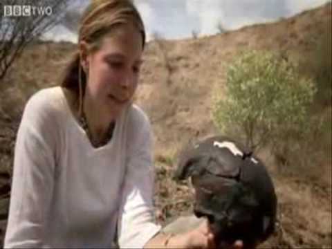 The Amazing Human Journey Parody