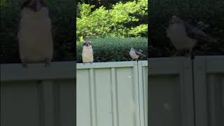 Download lagu The kookaburra and the noisy miner..#wildlife #noisyminer #kookaburra mp3 Download lagu The kookaburra and the noisy miner..#wildlife #noisyminer #kookaburra mp3