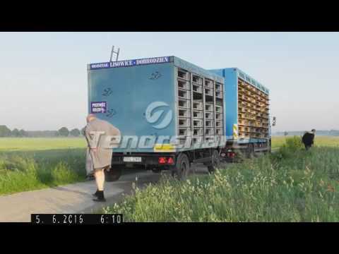 VI LOT SEZONU 2016 - WOLFSBURG 5.06.2016 - wypuszczenie gołębi Oddziału PZHGP Dobrodzień