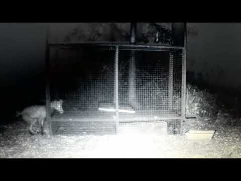 Gerissener Fuchs! #fuchs #fuchsfalle #fuchsjagd #fox