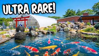 Inside the $2,000 Koi Tank! (Super Rare Japanese Imports)