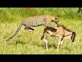 Leopard Gives Baby Wildebeest Last Fright Of Its Life