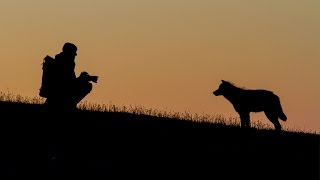Photographing the Snow Wolf family - Snow Wolf Family and Me - BBC Two